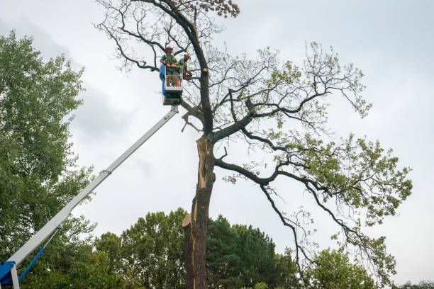 How Our Tree Care Process Works  in  Bromley, KY