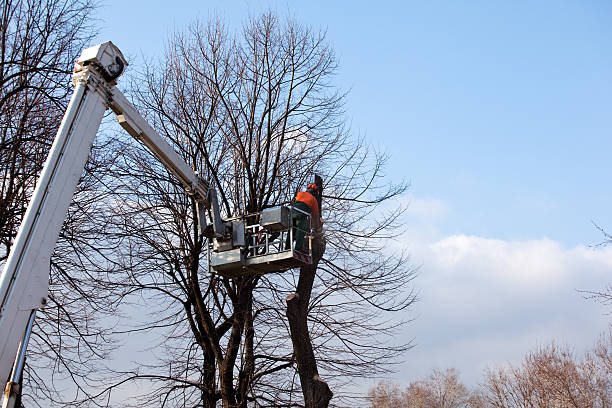 Reliable Bromley, KY Tree Services Solutions